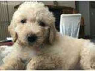 Goldendoodle Puppy for sale in Carmichael, CA, USA