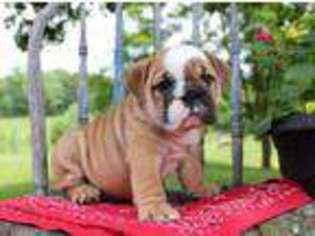 Bulldog Puppy for sale in Newport, PA, USA