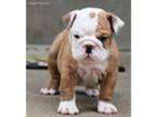 Olde English Bulldogge Puppy for sale in Florissant, MO, USA