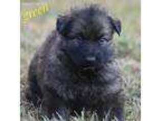 German Shepherd Dog Puppy for sale in Clarkrange, TN, USA