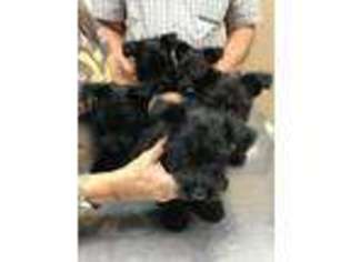 Scottish Terrier Puppy for sale in Jackson, LA, USA