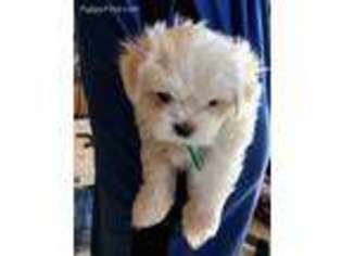 Maltese Puppy for sale in Duvall, WA, USA