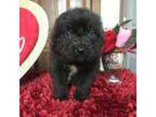 Newfoundland Puppy for sale in Mayslick, KY, USA