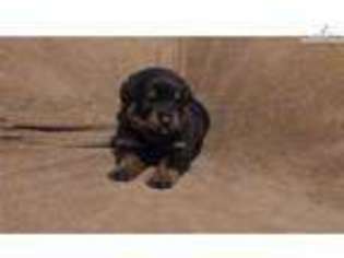 Rottweiler Puppy for sale in Wichita, KS, USA