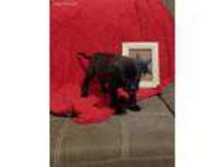 Labrador Retriever Puppy for sale in Dennison, OH, USA
