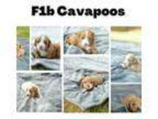 Cavapoo Puppy for sale in Lawrenceville, GA, USA