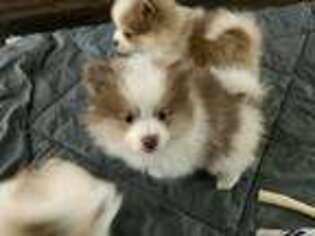 Pomeranian Puppy for sale in Hickory, NC, USA