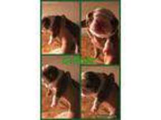 Bulldog Puppy for sale in Huntington, IN, USA