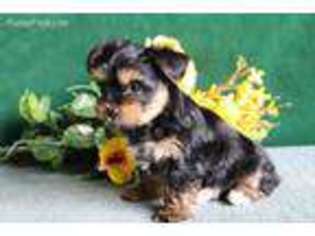 Yorkshire Terrier Puppy for sale in Morgantown, PA, USA