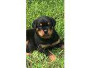 Rottweiler Puppy for sale in Four Oaks, NC, USA