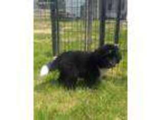 Newfoundland Puppy for sale in Rocky Comfort, MO, USA