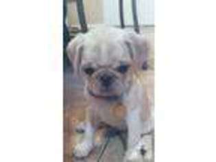 Pug Puppy for sale in BELLFLOWER, CA, USA