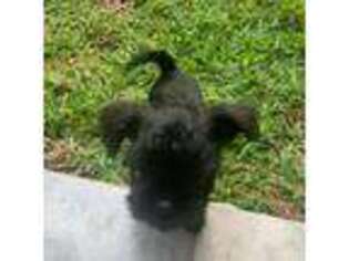 Affenpinscher Puppy for sale in San Augustine, TX, USA