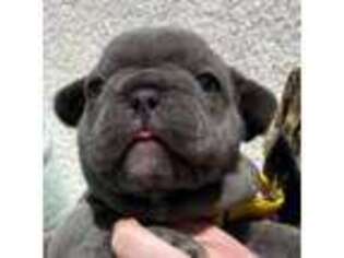 French Bulldog Puppy for sale in Winslow, AR, USA