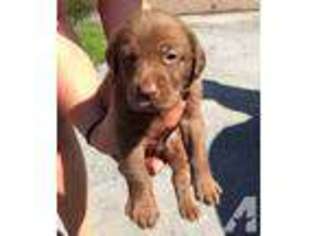 Labrador Retriever Puppy for sale in BOONVILLE, NY, USA