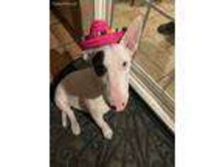 Bull Terrier Puppy for sale in Phoenix, AZ, USA