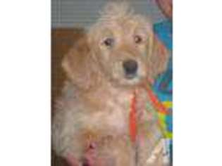 Labradoodle Puppy for sale in SILVER SPRINGS, NV, USA
