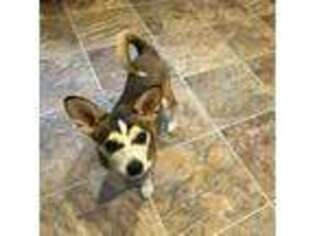 Shiba Inu Puppy for sale in Dover, DE, USA