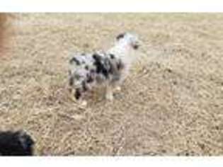 Miniature Australian Shepherd Puppy for sale in Williamstown, MO, USA
