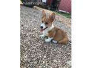 Pembroke Welsh Corgi Puppy for sale in Couch, MO, USA
