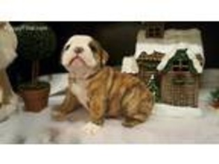 Bulldog Puppy for sale in Brookport, IL, USA