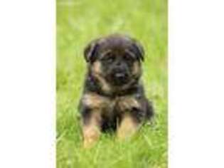 German Shepherd Dog Puppy for sale in Vancouver, WA, USA