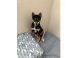 Shiba Inu Puppy for sale in East Lansing, MI, USA