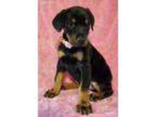 Doberman Pinscher Puppy for sale in Blum, TX, USA