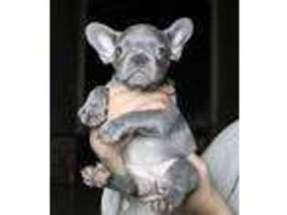 French Bulldog Puppy for sale in Mcallen, TX, USA