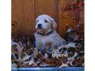 Goldendoodle Puppy for sale in Bridgewater, VA, USA