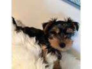 Yorkshire Terrier Puppy for sale in Bluff City, TN, USA