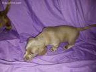 Dachshund Puppy for sale in Ridgeville, SC, USA