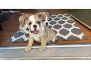 Bulldog Puppy for sale in Corona, CA, USA