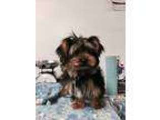 Yorkshire Terrier Puppy for sale in Bangs, TX, USA