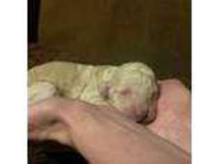Mutt Puppy for sale in Monte Vista, CO, USA