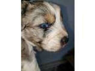 Australian Shepherd Puppy for sale in Jackson, MI, USA