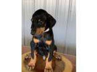 Doberman Pinscher Puppy for sale in Pleasant Plains, IL, USA