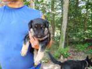 German Shepherd Dog Puppy for sale in Beckley, WV, USA