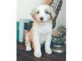 Australian Shepherd Puppy for sale in Leander, TX, USA