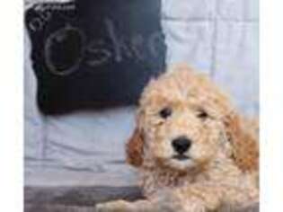 Goldendoodle Puppy for sale in Fillmore, UT, USA