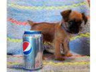 Brussels Griffon Puppy for sale in Corpus Christi, TX, USA