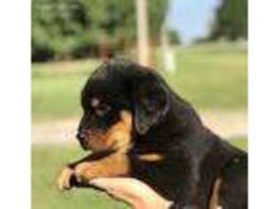 Rottweiler Puppy for sale in Galena, KS, USA