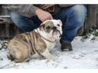 Bulldog Puppy for sale in Lake City, MI, USA