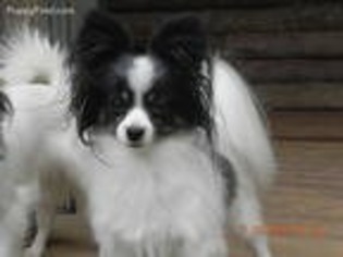 Papillon Puppy for sale in Collierville, TN, USA