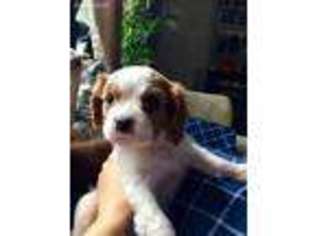 Cavalier King Charles Spaniel Puppy for sale in Stroudsburg, PA, USA