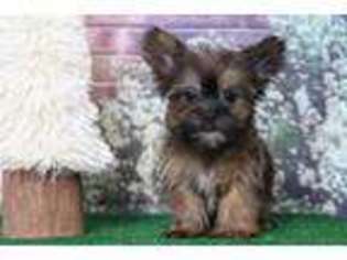 Shorkie Tzu Puppy for sale in Joppa, MD, USA