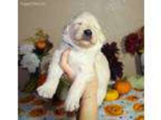 Goldendoodle Puppy for sale in Carrollton, MO, USA