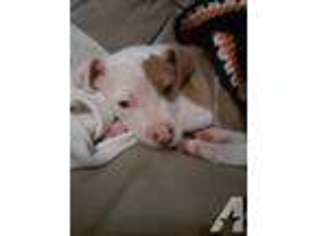 Mastiff Puppy for sale in LAINGSBURG, MI, USA