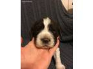 English Springer Spaniel Puppy for sale in Russellville, OH, USA