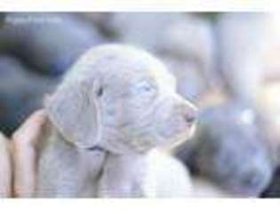 Weimaraner Puppy for sale in Hattiesburg, MS, USA